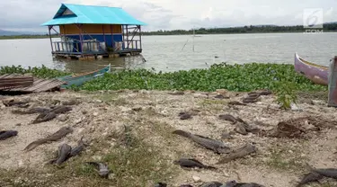 Sejumlah ikan mati di pinggir danau Limboto yang mengalami pendangkalan yang begitu luar biasa di Gorontalo, Kamis (20/12). Ribuan ekor ikan mati dan hal ini pun sangat berdampak pada pendapatan Nelayan Danau Limboto. (Liputan6.com/Arfandi Ibrahim)