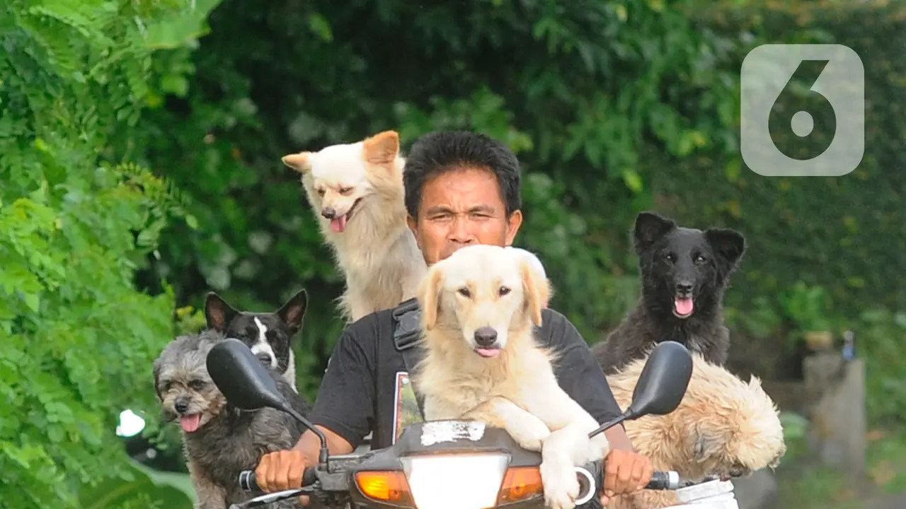 Ketahui 5 Perbedaan Kepribadian Pecinta Anjing dan Kucing, Kamu yang Mana?