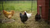 Cara Mengobati Ayam Cacingan, Efektif dengan Metode Kimia hingga Herbal