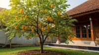 Pohon Buah yang Tidak Membuat Talang Rumah Cepat Kotor: 7 Pilihan Ideal untuk Pekarangan Rapi