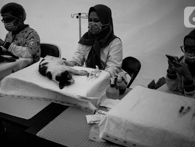 Petugas Bidang Peternakan Dinas Ketahanan Pangan dan Pertanian DKI Jakarta melakukan kastrasi atau kebiri terhadap kucing jantan lokal di Balai Kota DKI, Selasa (15/10/2019). Kegiatan memperingati Hari Rabies Dunia 2019 ini diharap bisa mengendalikan populasi kucing. (Liputan6.com/Faizal Fanani)