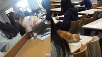 6 Potret Kucing Ikut Kuliah Ini Curi Perhatian, Bikin Ngakak (IG/receh.id Twitter/twitkocheng)