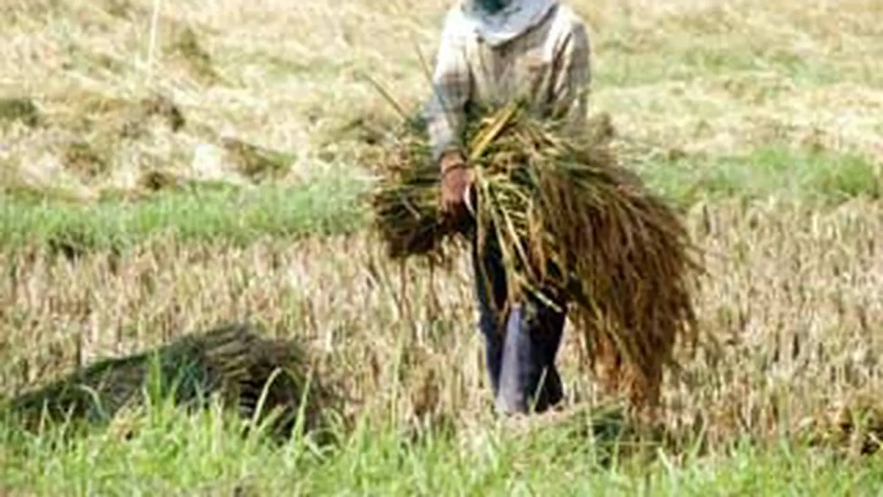 Sawah di Pamekasan