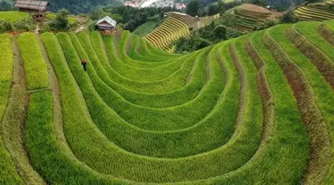 Foto udara menunjukkan sawah terasering di distrik Mu Cang Chai, Vietnam bagian utara pada 18 September 2020. Pesawahan terasering di Mu Cang Chai merupakan destinasi-destinasi wisata yang atraktif dan menyerap kedatangan  banyak wisatawan domestik dan mancanegara. (Manan VATSYAYANA/AFP)