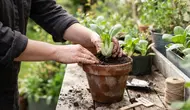 Cara Menanam Pakcoy dari Sisa Bonggol, Rahasia Berkebun Hemat untuk Pemula