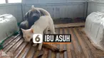 IBU ASUH
