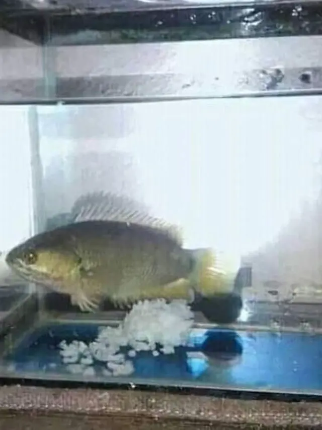 10 Potret Orang Beri Makan Ikan Layaknya Manusia Ini Kocak