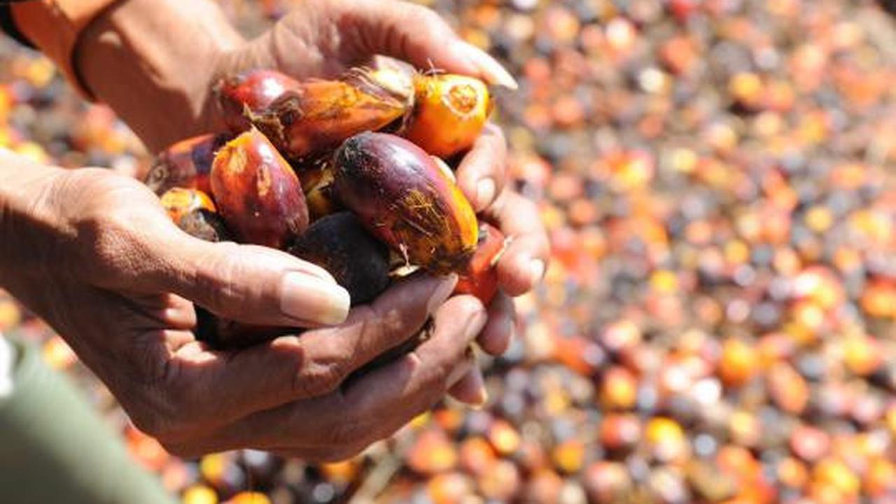 Produk UMKM Berbahan Sawit Unjuk Gigi di Pasar Internasional