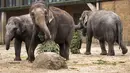 Gajah memakan pohon Natal di kandang mereka di Kebun Binatang Berlin, Jerman, pada Rabu (29/12/2021). Banyak pohon Natal yang tersisa setelah perayaan berakhir sebagai makanan berbagai hewan di kebun binatang Berlin. (Odd ANDERSEN / AFP)