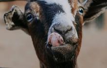 Perbedaan Kambing PE dan Jawa Randu, Ini Penjelasan Lengkapnya