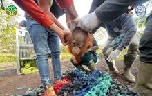 BKSDA dan YIARI Berhasil Selamatkan Bayi Orangutan di Kebun Sawit Ketapang