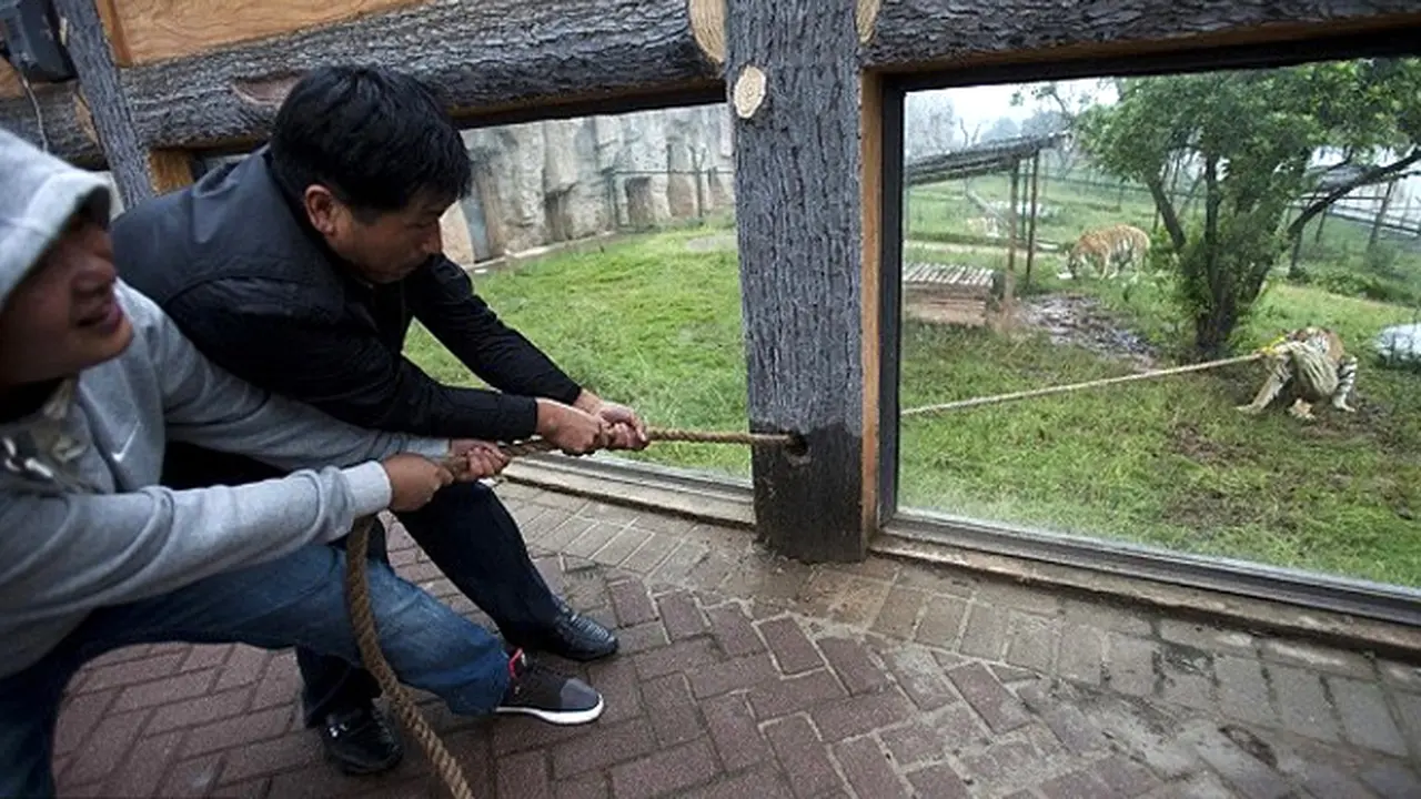Adu tarik tambang dengan harimau.