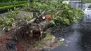 Sebuah pohon di pinggir jalan tumbang akibat angin kencang dari Topan Matmo yang melanda Taiwan, Rabu (23/7/14). (REUTERS/Pichi Chuang)