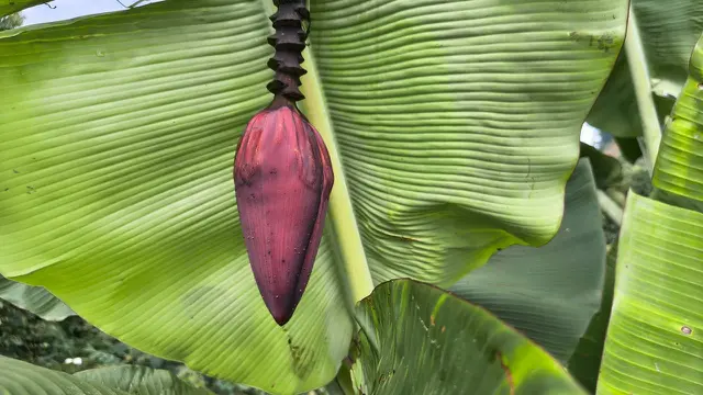 Tips Memilih Jantung Pisang yang Tidak Sepat