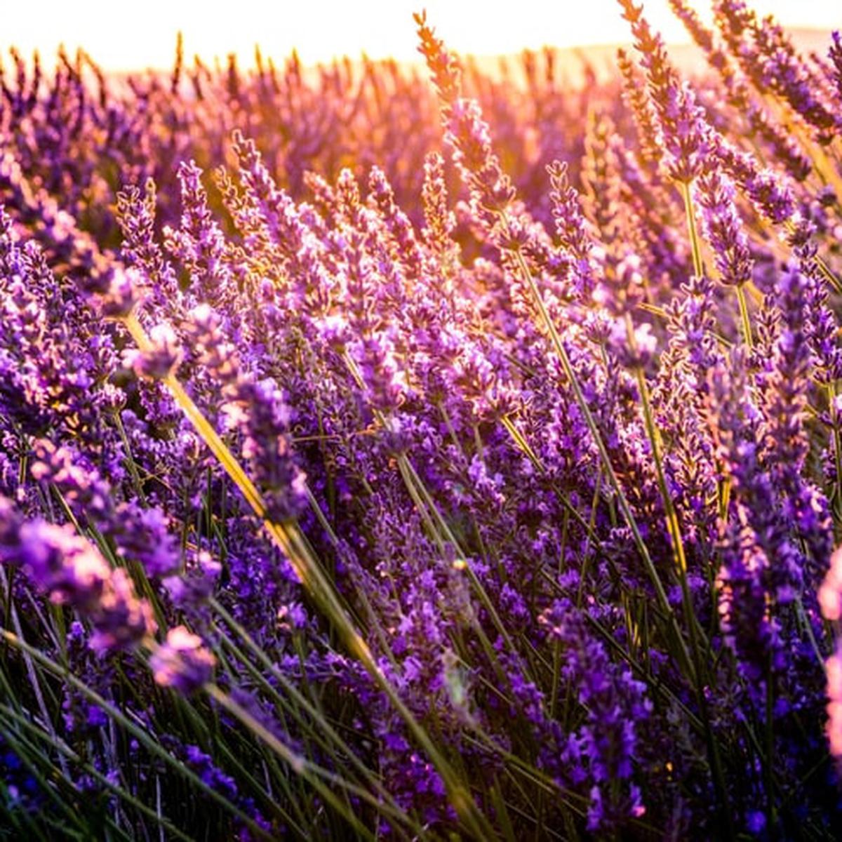 Arti bunga lavender