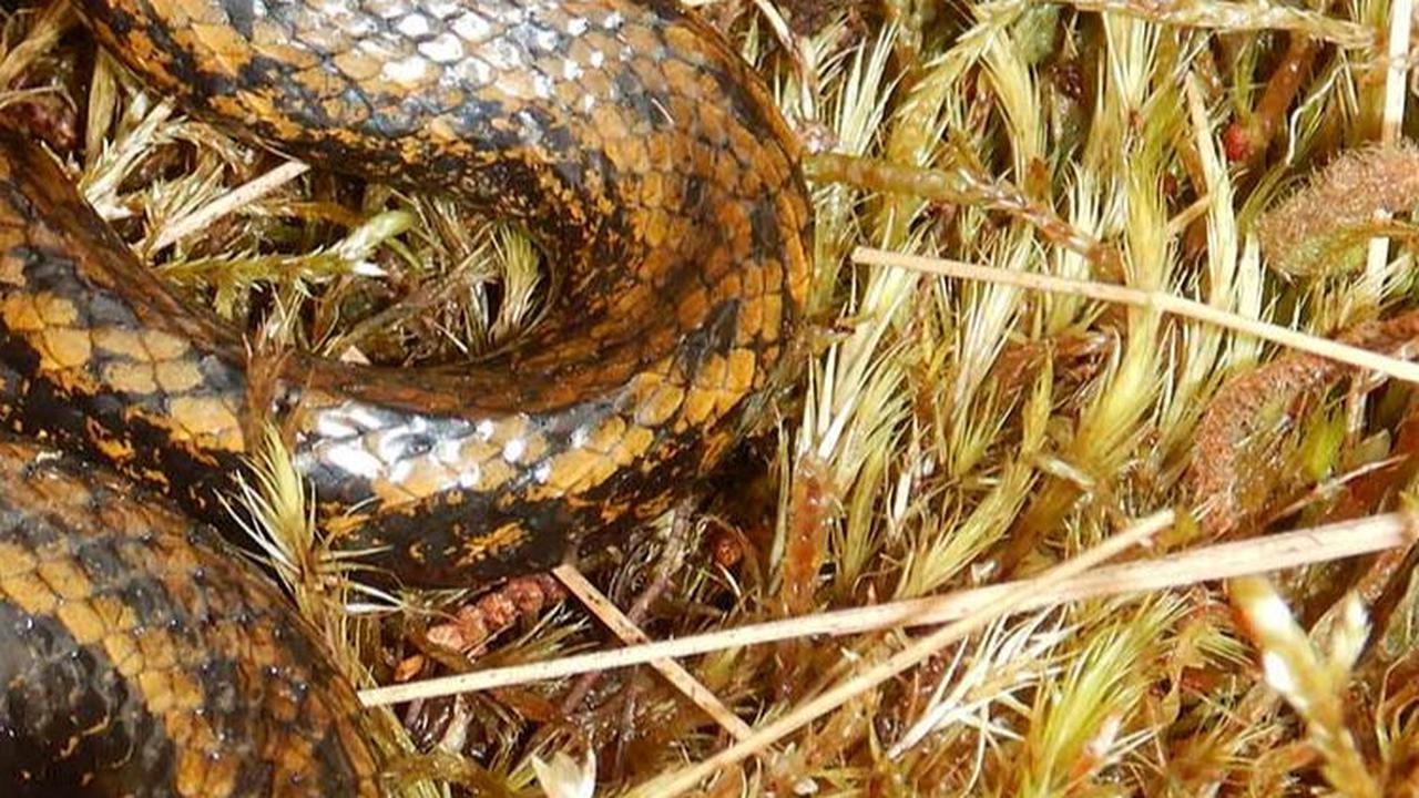 Taman Nasional Otishi yang menjadi lokasi penemuan spesies ular baru itu terletak di wilayah Junín dan Cusco. Kedua wilayah itu dianggap tidak aman bagi wisatawan oleh Departemen Luar Negeri AS karena menjadi pusat perdagangan narkoba.
