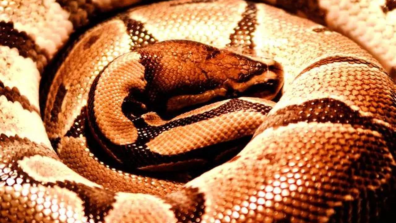 Nurwendi menduga ular piton tersebut keluar dari alam hutan di sekitarnya karena mencari mangsa hingga mencari tempat tinggal yang lebih aman dan nyaman.