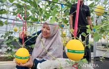 Amanah Aceh Kembangkan Budidaya Melon Golden Alisha, Gerakkan Ekonomi Warga Lokal