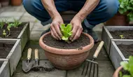 Cara Berkebun di Pekarangan Rumah untuk Pemula, Panen Sayur Segar dari Lahan Sempit