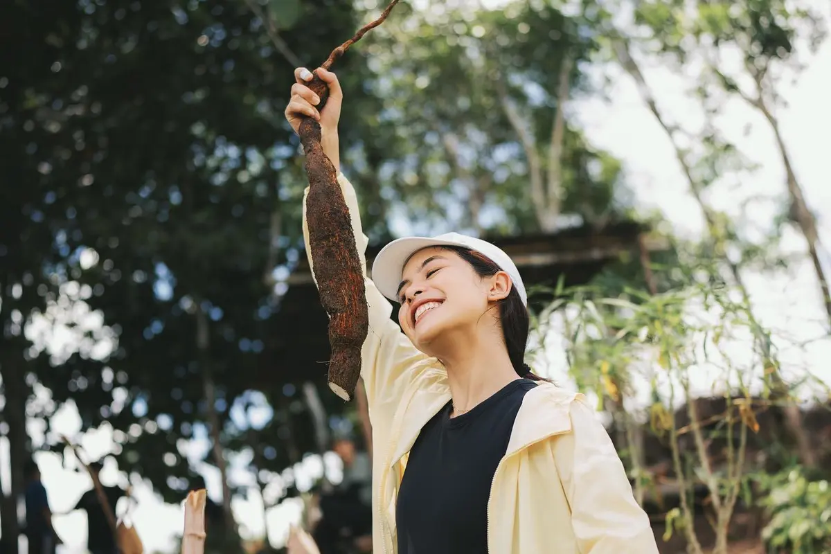 7 Potret Petualangan Maudy Ayunda di Sintang, Seru Panen Singkong