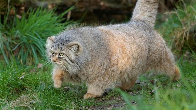 7 Jenis Kucing Paling Langka di Dunia