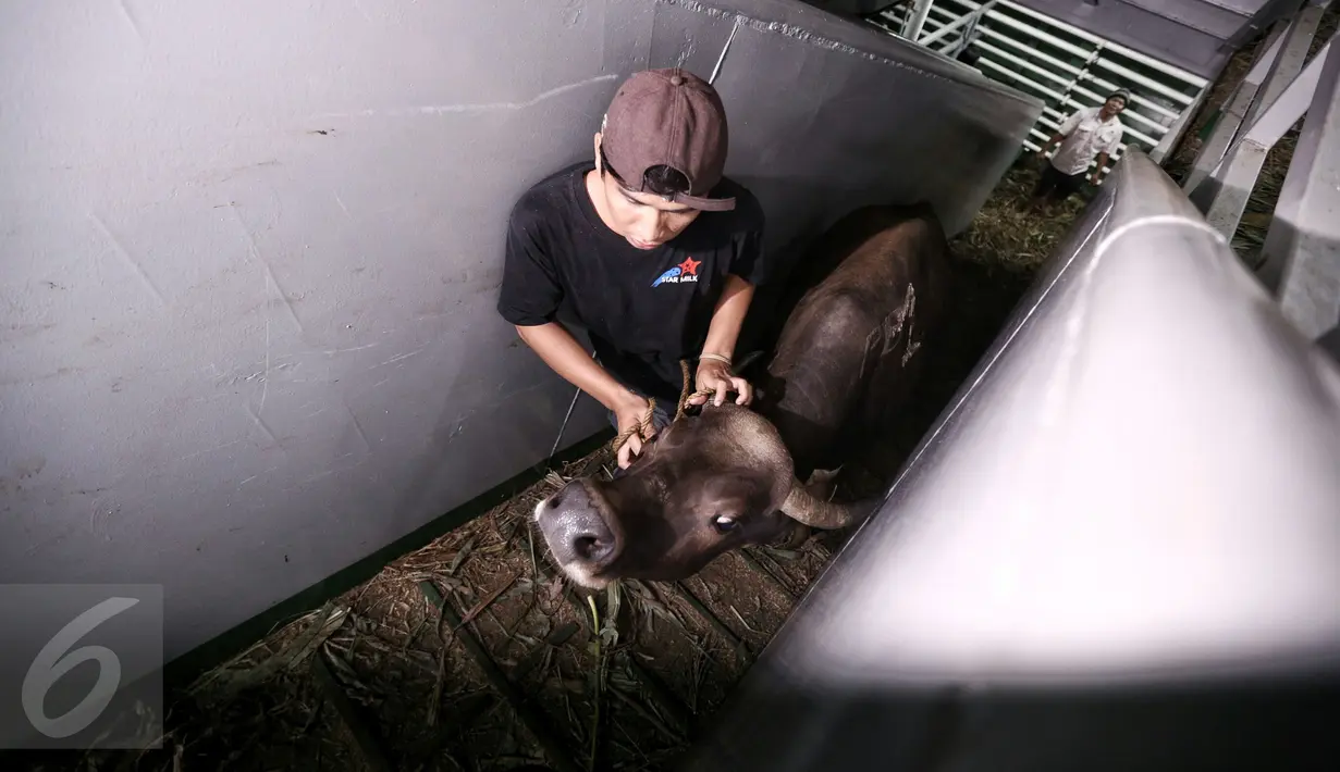 Petugas memeriksa kondisi sapi yang baru saja tiba di Pelabuhan Tanjung Priok Jakarta, Selasa (9/2). Kementerian Pertanian RI mendatangkan sebanyak 500 ekor sapi asal NTT diangkut dengan kapal khusus ternak Camara Nusantara I. (Liputan6.com/Faizal Fanani)