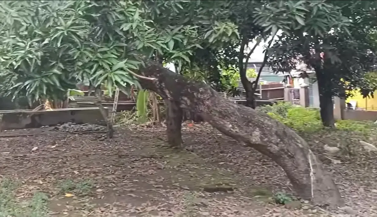 Tampak beberapa pohon besar di depan rumah Abiem. Karena dibiarkan kosong, rumah di halaman rumahnya juga banyak ayam berkeliaran. [Youtube/Rizquna Channel]