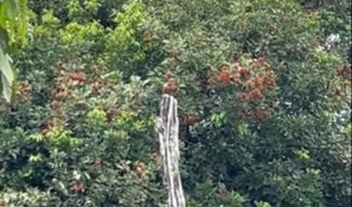 Indah lalu menunjukkan beberapa pohon buah yang ada di kebun milik orang tuanya.<br>