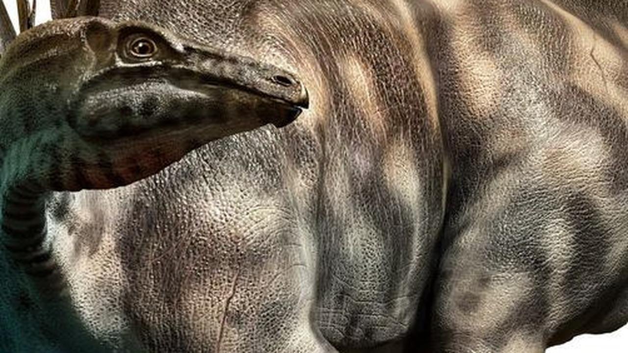 Para Ahli Temukan Spesies baru Stegosaurus di China