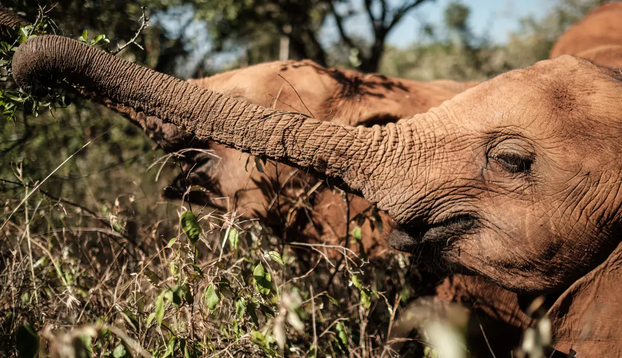 Seekor gajah yatim piatu memakan dedaunan di panti asuhan gajah David Sheldrick Wildlife Trust di Nairobi, Kenya pada 12 Maret 2019. Panti ini mengasuh gajah muda hingga mereka dewasa sebelum dilepas ke alam liar. (Yasuyoshi CHIBA/AFP)