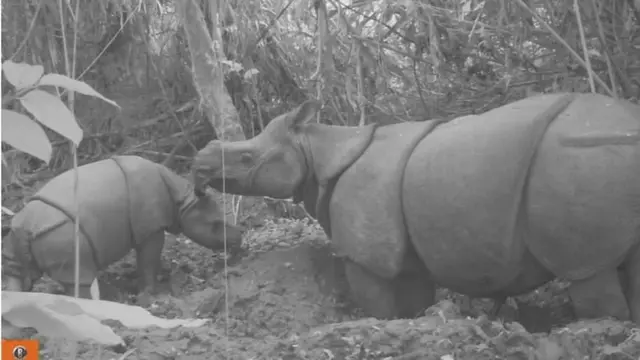 Anak Badak Jawa Baru Terekam Kamera Pengawas di Taman Nasional Ujung Kulon