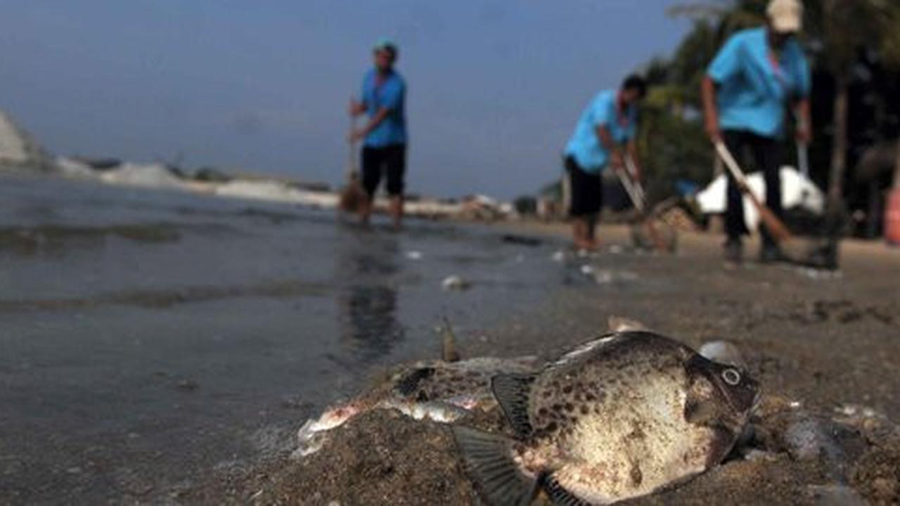 Reklamasi Teluk Jakarta di balik kematian ikan di pantai utara