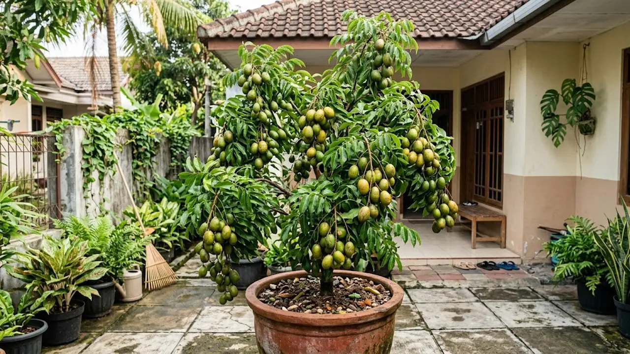 9 Cara Mengerdilkan Pohon Kedondong agar Muat di Pot dan Berbuah Lebat