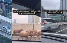 Viral Kawanan Domba Melintas Di JLNT Casablanca Bikin Macet, Punya Siapa?