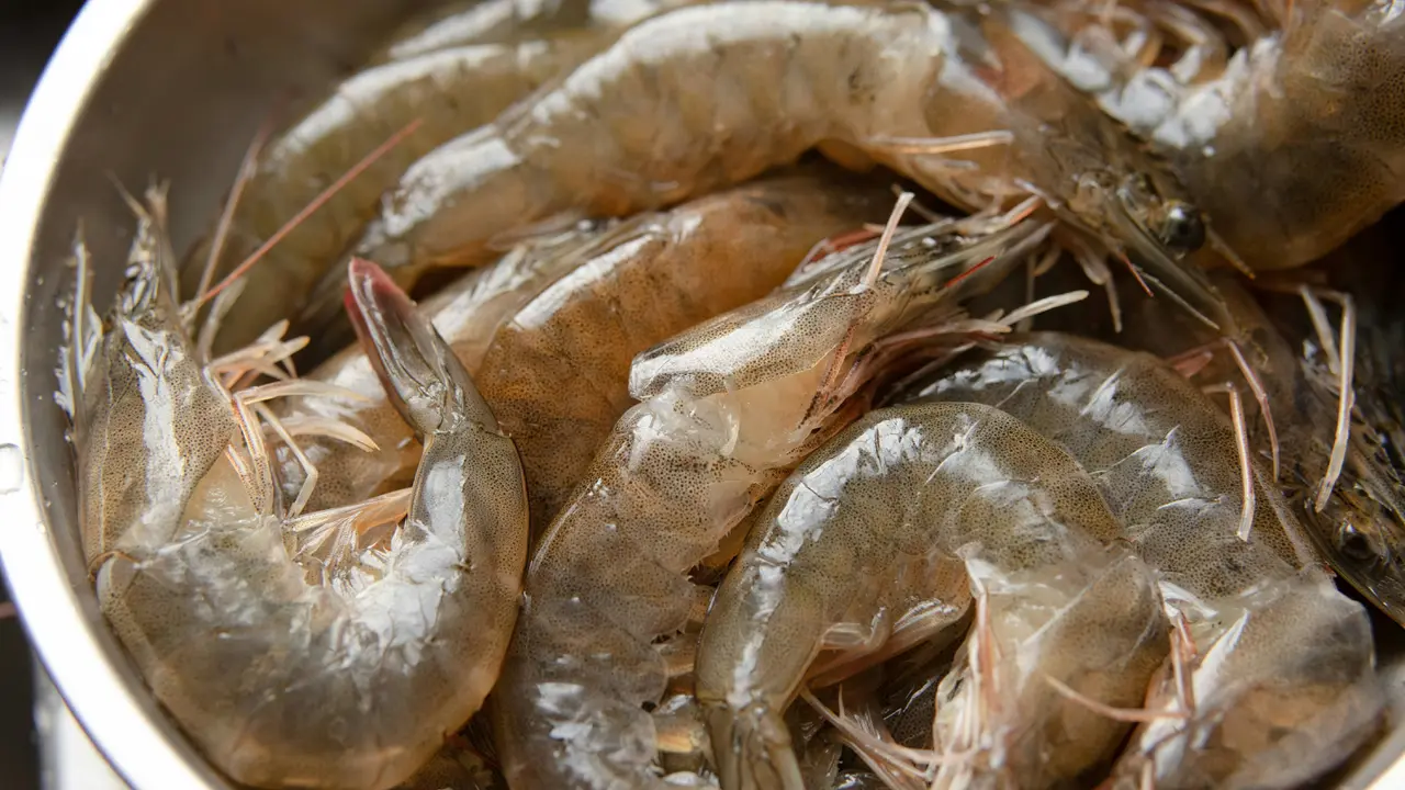 Udang Segar