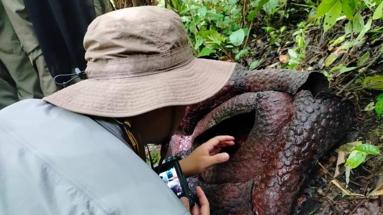BRIN Pastikan Kekerabatan Genetik Rafflesia Arnoldii di Palupuh dengan Spesies Malaysia Melalui Penelitian Mendalam