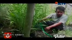 Buah kurma yang biasa tumbuh di negara Timur Tengah, ternyata bisa tumbuh dan berbuah di Indonesia yang mempunyai iklim tropis. Di Kediri, Jawa Timur sebuah pondok pesantren berhasil membudidayakan 14 jenis buah kurma.