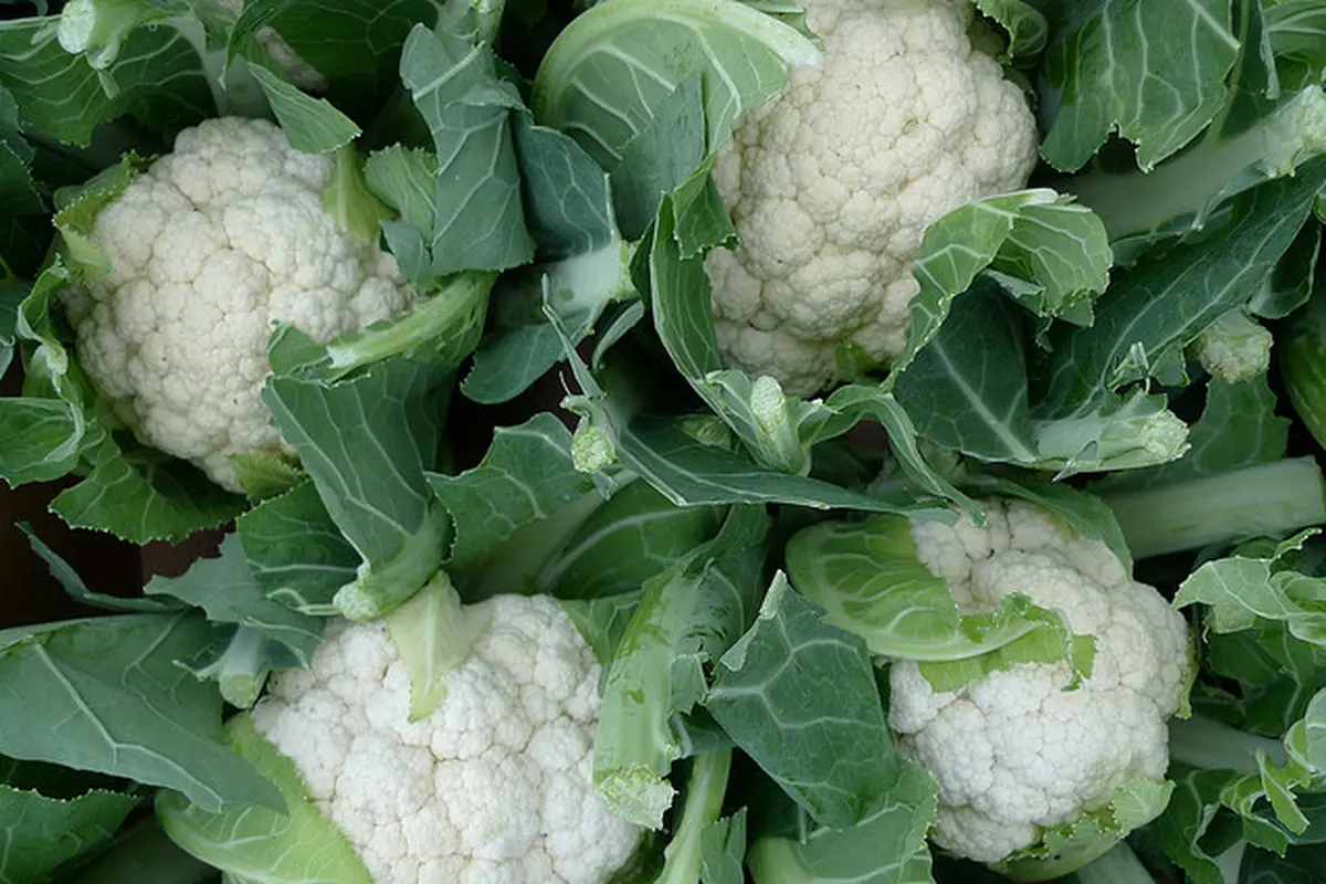 Kembang Kol, Sayur Murah Penjaga Imun Tubuh