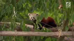 Sepasang panda merah menjadi primadona di kebun binatang Cologne, Jerman. Panda merah diketahui. Panda merah dievaluasikan sebagai terancam punah di dalam IUCN Red List.
