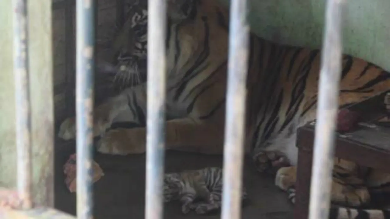 Bayi Harimau Sumatera