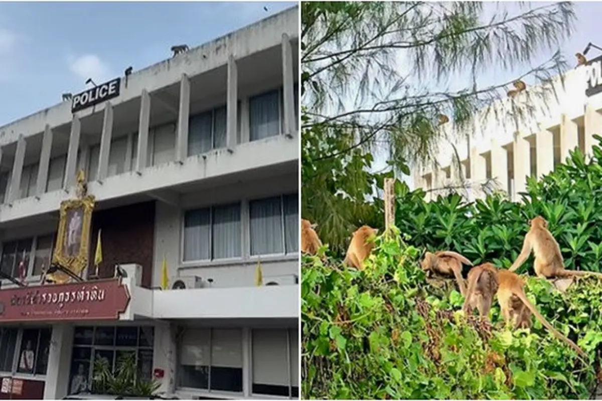 200 Monyet Kabur dari Penangkaran dan Serbu Kantor Polisi, Bikin Panik