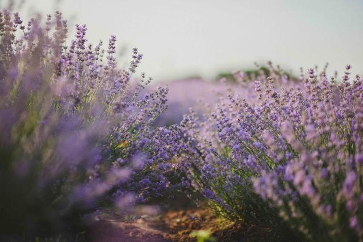 Ilustrasi bunga lavender