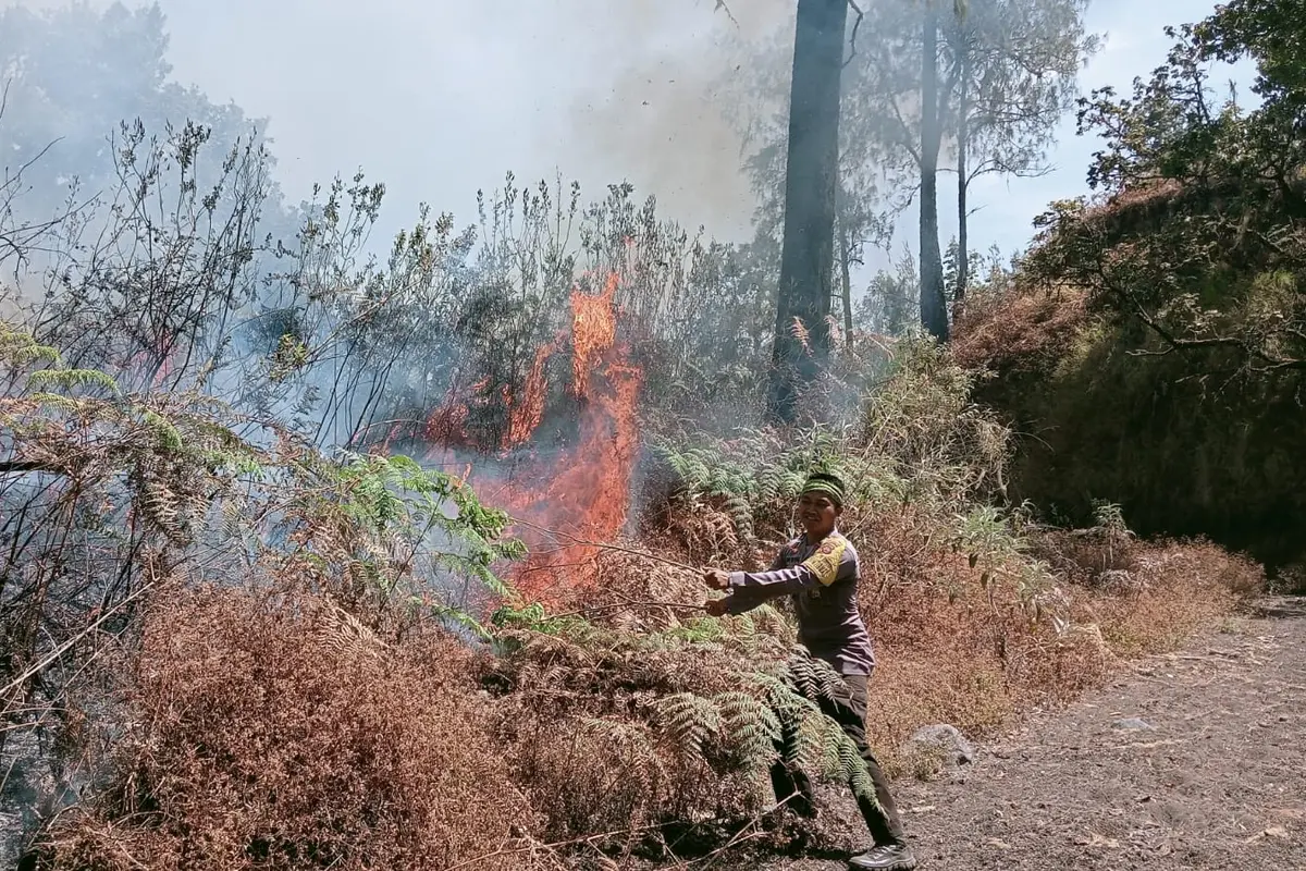 Kebakaran di Kaki Gunung Rinjani Hanguskan 95 Hektare Hutan Gomongan, Pendaki Diminta Waspada