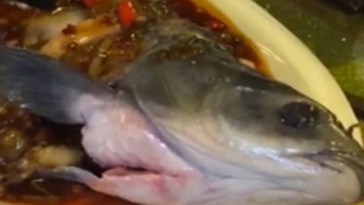  Ajaib, Ikan Sudah Disajikan Bisa Hidup Kembali