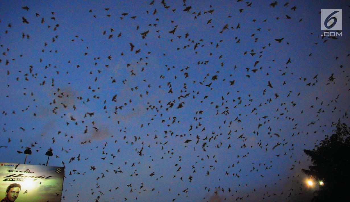 Foto Ribuan Burung Migrasi Penuhi Langit Kota Semarang Regional Liputan6 Com