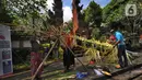 Umat Hindu Dhama menyiapkan penjor menjelang Hari Raya Nyepi Tahun Baru Saka 1943 dalam  kawasan pura di Pura Amerta Jati Cinere, Depok, Jumat (12/03/2021). Perayaan nyepi tahun ini dilakukan dengan mencegakh kerumunan tanpa adanya pawai ogoh-ogoh.  (merdeka.com/Arie Basuki)