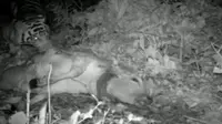 Seekor harimau tertangkap camera trap Sedang memangsa hewan ternak di Langkat