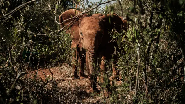 Panti Asuhan Gajah di Kenya