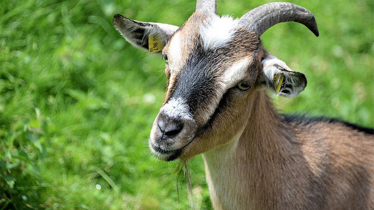 Hanya Pakai Sendok Makan, Begini Cara Bersihkan Kepala Kambing Sebelum Dimasak