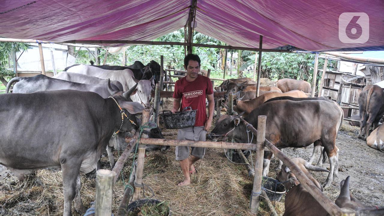 Pedagang Mulai Karantina Hewan Kurban Dampak Virus PMK